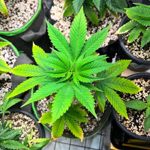 Sherbet growlog timeline photo