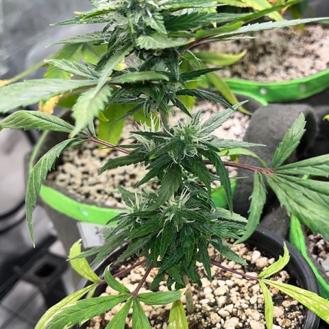 Auto Dentista growlog timeline photo