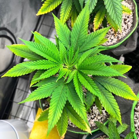 Zombie Bride growlog timeline photo