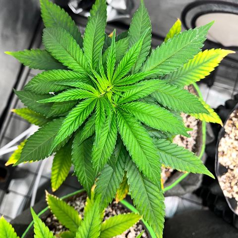 Mimosa Evo growlog timeline photo