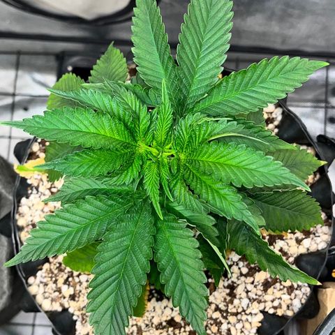 Grape Pie growlog timeline photo