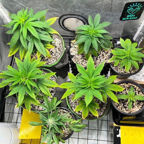 Mimosa Evo growlog timeline photo