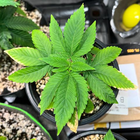 Wonder Pie growlog timeline photo