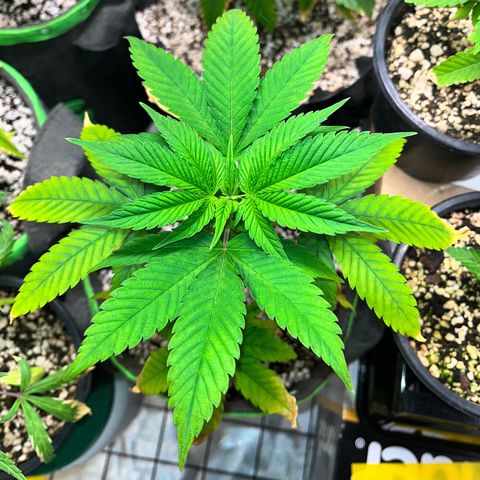 Sherbet growlog timeline photo