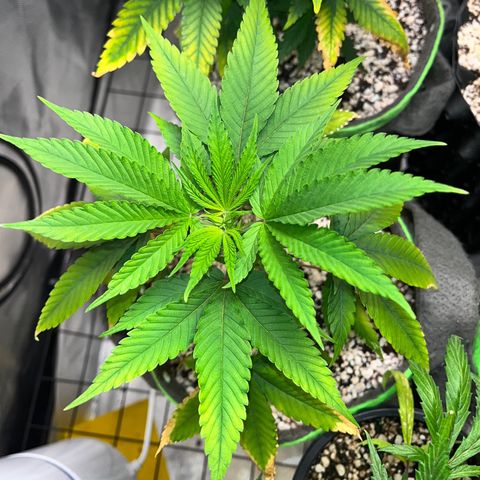 Zombie Bride growlog timeline photo