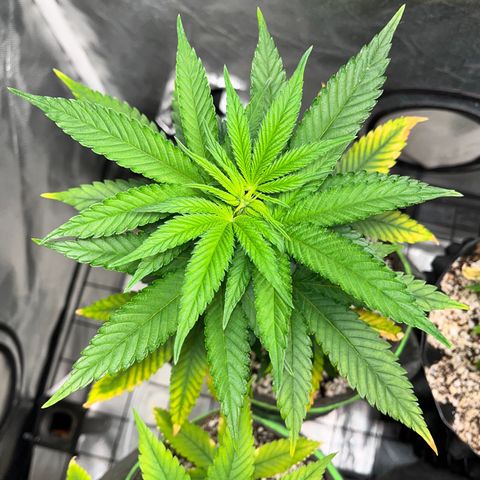 Mimosa Evo growlog timeline photo