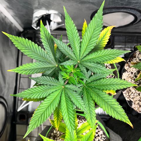 Mimosa Evo growlog timeline photo