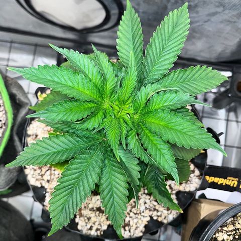 Grape Pie growlog timeline photo