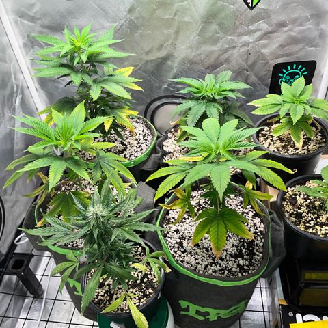Mimosa Evo growlog timeline photo