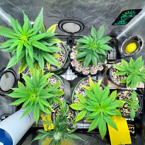 Mimosa Evo growlog timeline photo