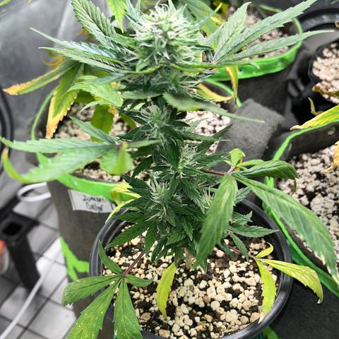 Auto Dentista growlog timeline photo