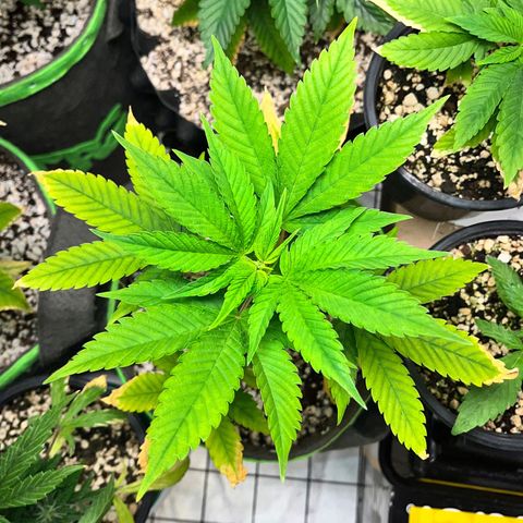 Sherbet growlog timeline photo