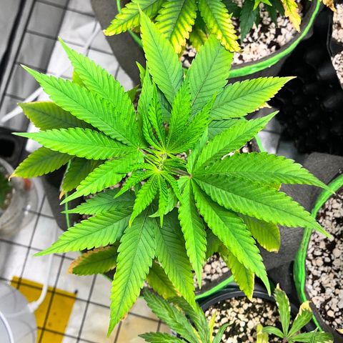 Zombie Bride growlog timeline photo