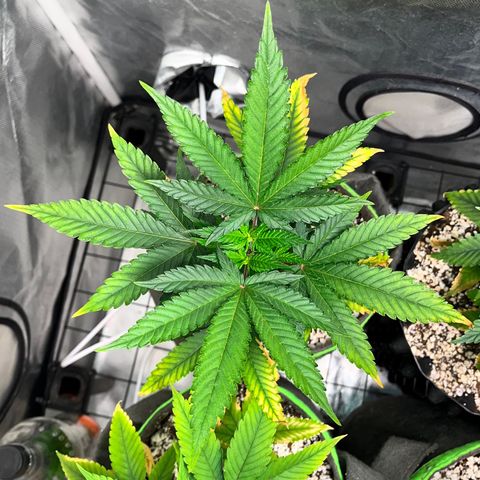 Mimosa Evo growlog timeline photo