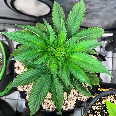 Grape Pie growlog timeline photo