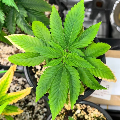 Wonder Pie growlog timeline photo