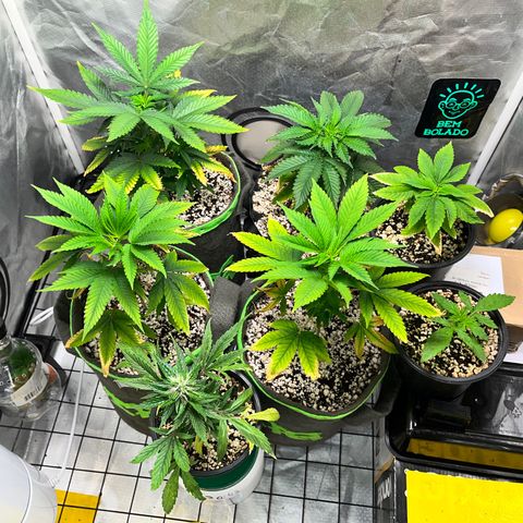 Mimosa Evo growlog timeline photo