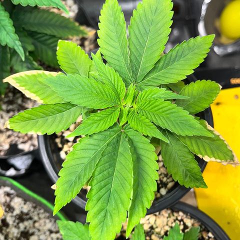 Wonder Pie growlog timeline photo
