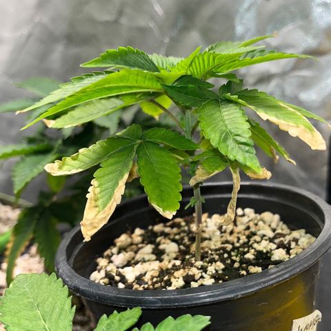 Wonder Pie growlog timeline photo