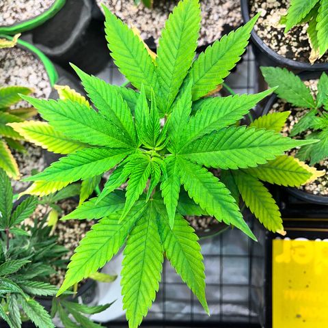 Sherbet growlog timeline photo