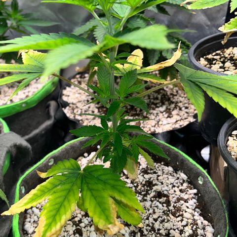Sherbet growlog timeline photo