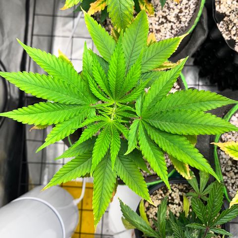 Zombie Bride growlog timeline photo