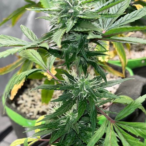Auto Dentista growlog timeline photo