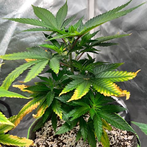 Mimosa Evo growlog timeline photo