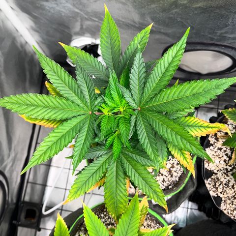 Mimosa Evo growlog timeline photo