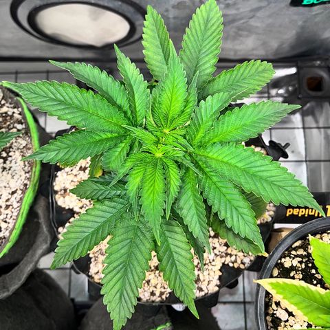 Grape Pie growlog timeline photo