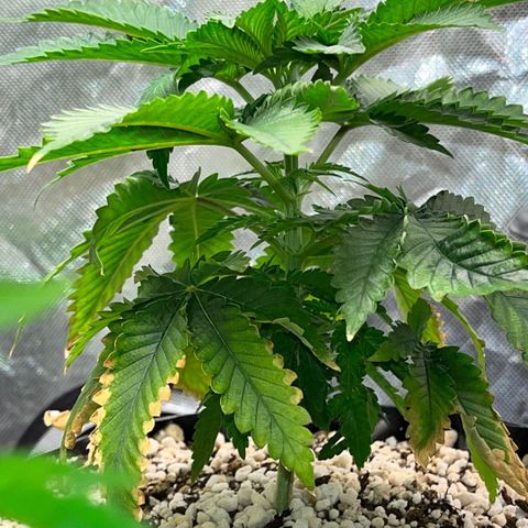 Grape Pie growlog timeline photo