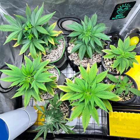 Mimosa Evo growlog timeline photo