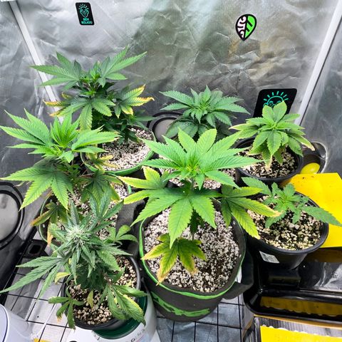 Mimosa Evo growlog timeline photo
