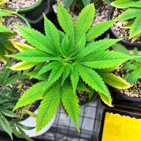 Sherbet growlog timeline photo