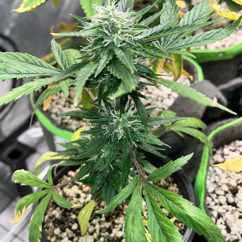 Auto Dentista growlog timeline photo