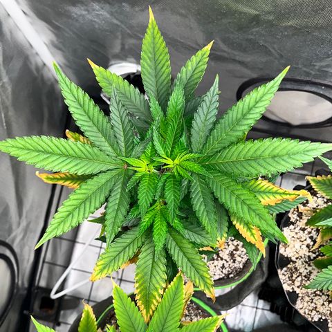 Mimosa Evo growlog timeline photo