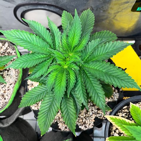 Grape Pie growlog timeline photo