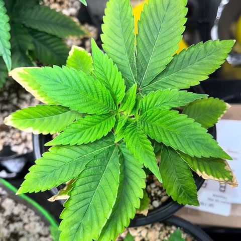 Wonder Pie growlog timeline photo