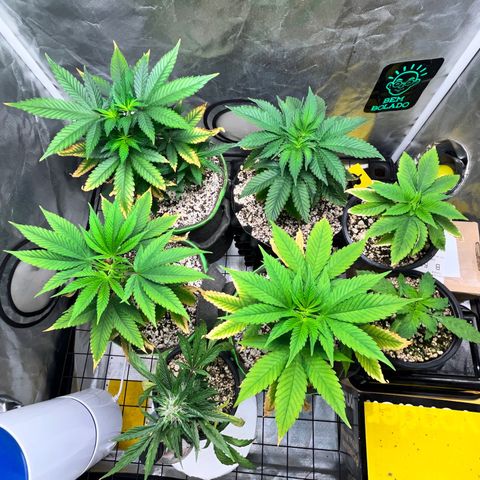 Mimosa Evo growlog timeline photo