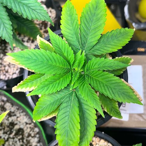 Wonder Pie growlog timeline photo