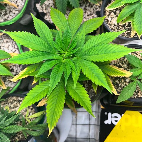 Sherbet growlog timeline photo