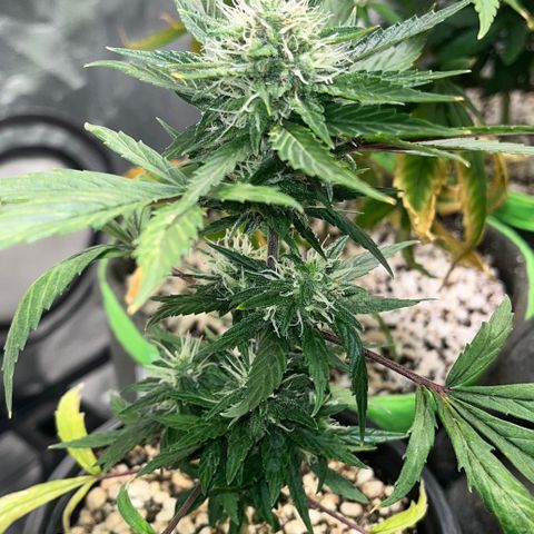 Auto Dentista growlog timeline photo
