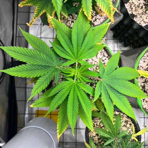 Zombie Bride growlog timeline photo