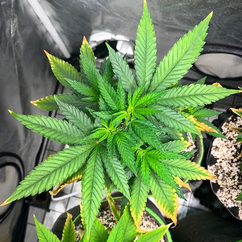Mimosa Evo growlog timeline photo