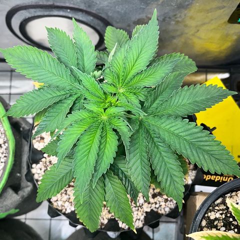 Grape Pie growlog timeline photo