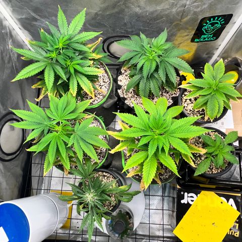 Mimosa Evo growlog timeline photo