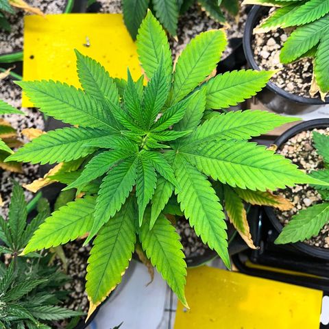 Sherbet growlog timeline photo