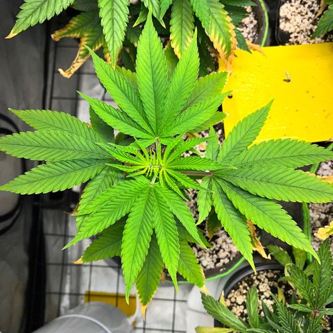 Zombie Bride growlog timeline photo