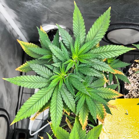 Mimosa Evo growlog timeline photo