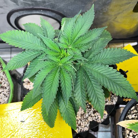 Grape Pie growlog timeline photo